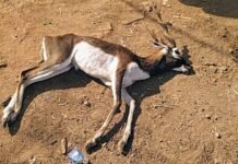 वन विभाग की लापरवाही से गई काले हिरण की जान…!: कपूर्दा मंदिर के सामने मिला मरा हुआ हिरण… खड़े हुए कई सवाल