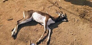 वन विभाग की लापरवाही से गई काले हिरण की जान…!: कपूर्दा मंदिर के सामने मिला मरा हुआ हिरण… खड़े हुए कई सवाल