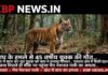 बाघ के हमले से 45 वर्षीय युवक की मौत: खेत में काम कर रहे युवक को बाघ ने बनाया शिकार, गुमतरा क्षेत्र में फैली दहशत…
