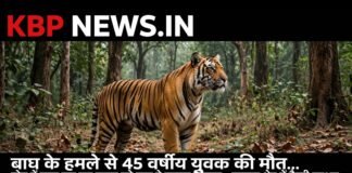 बाघ के हमले से 45 वर्षीय युवक की मौत: खेत में काम कर रहे युवक को बाघ ने बनाया शिकार, गुमतरा क्षेत्र में फैली दहशत…